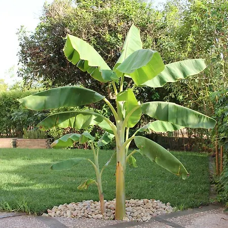Naranjos 4*
